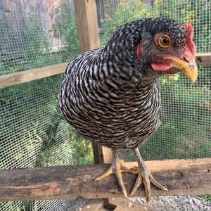 Meet your Posher, Glen